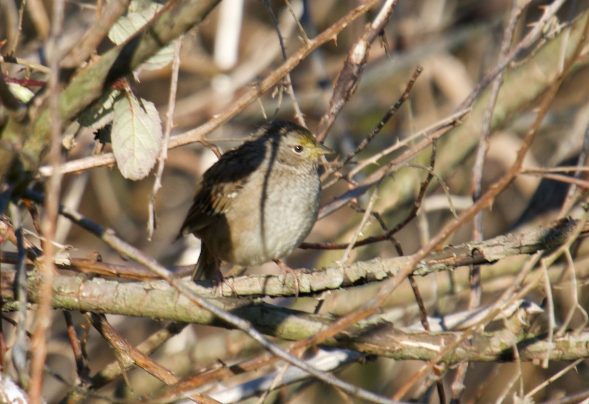 Bruant à couronne dorée - ML417836911