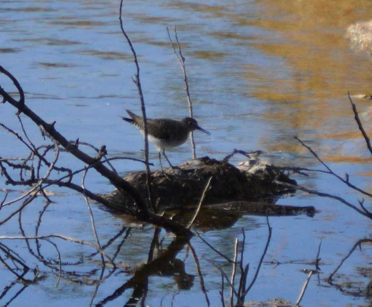 Solitary Sandpiper - ML41784081