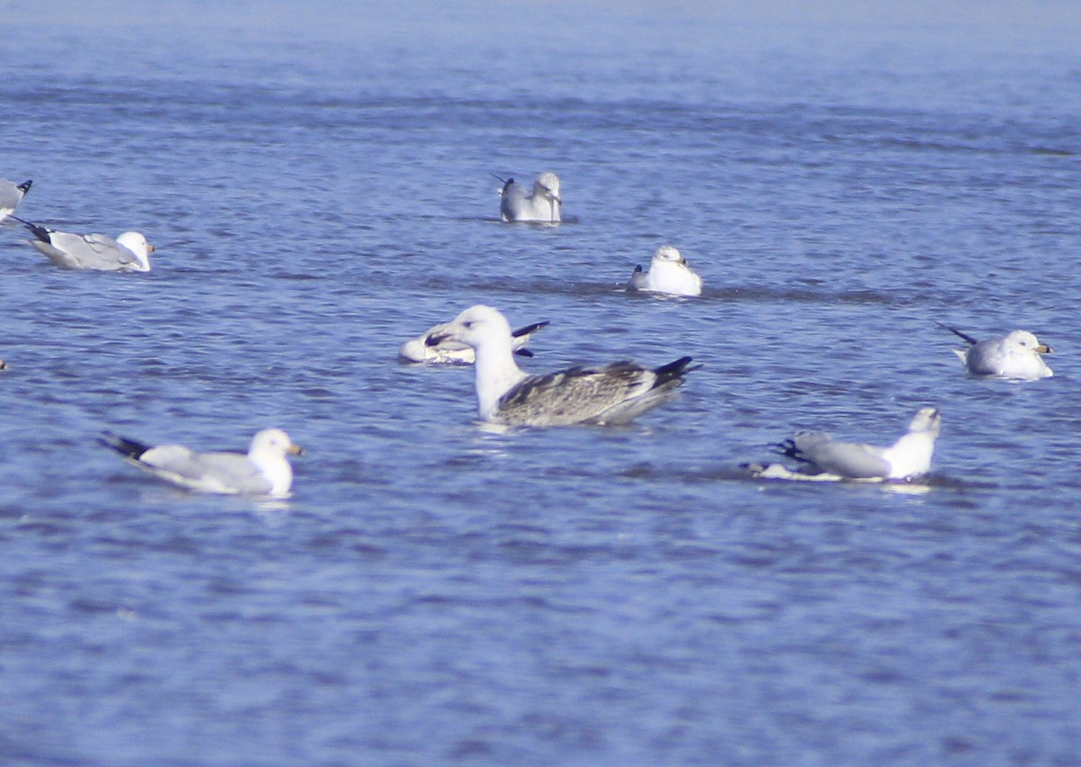 Great Black-backed Gull - ML417842941