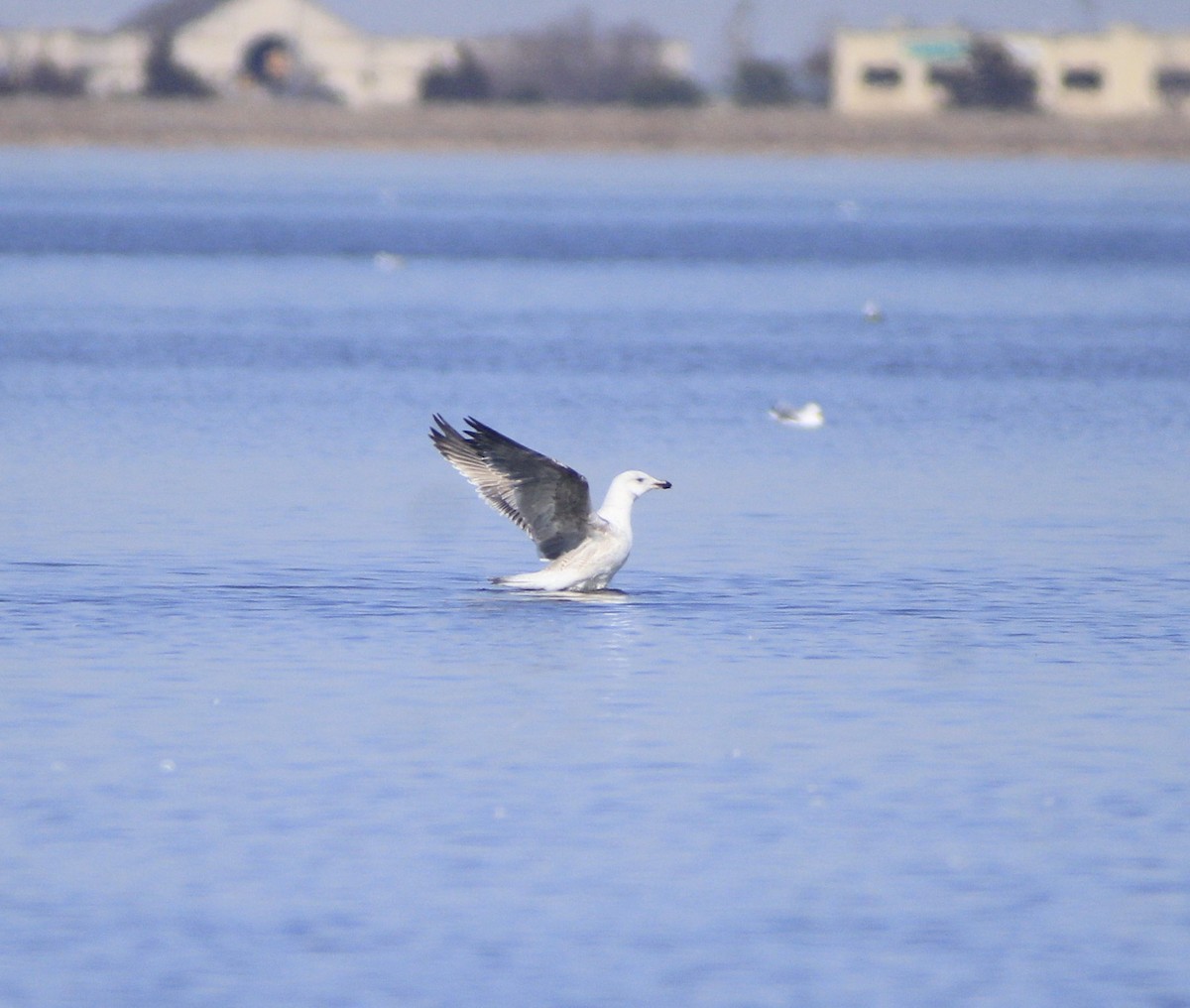 Great Black-backed Gull - Megan Migues