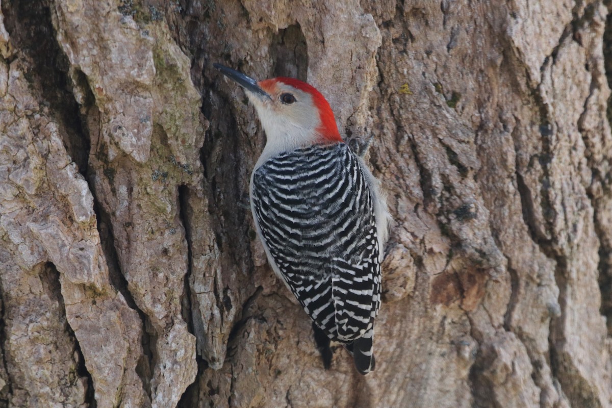 Red-bellied Woodpecker - ML417846691