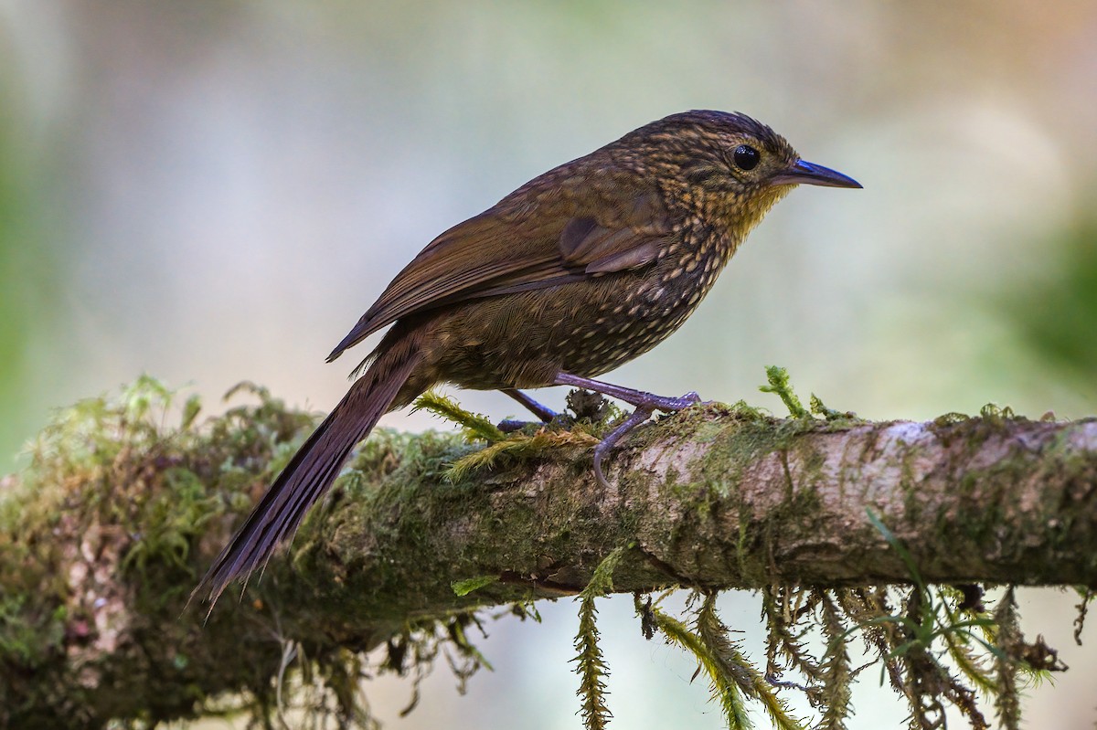 Spotted Barbtail - ML417848991
