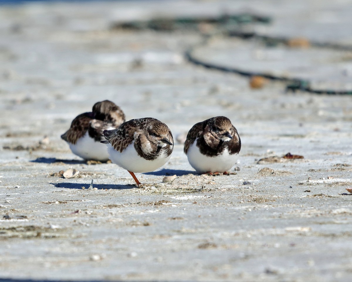 Ruddy Turnstone - ML417852361