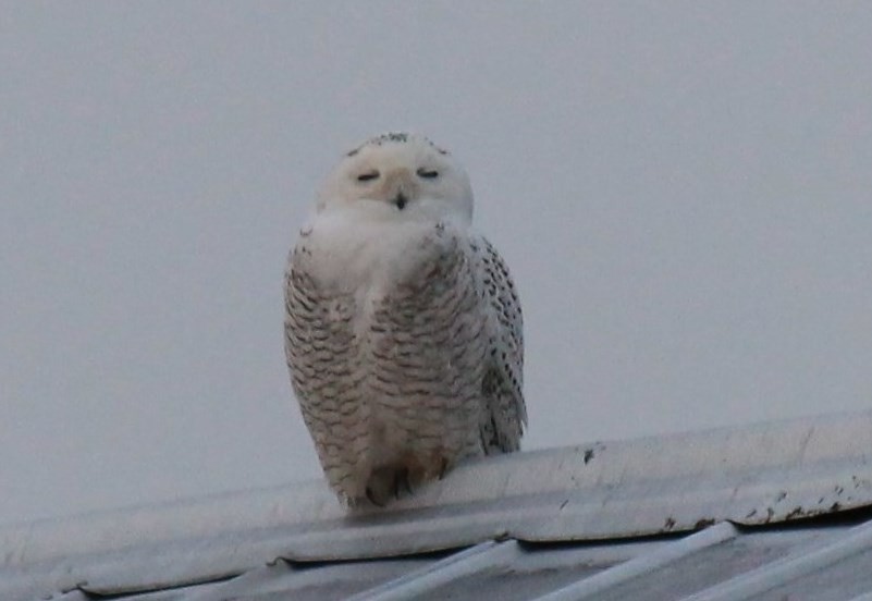 Snowy Owl - ML417853271