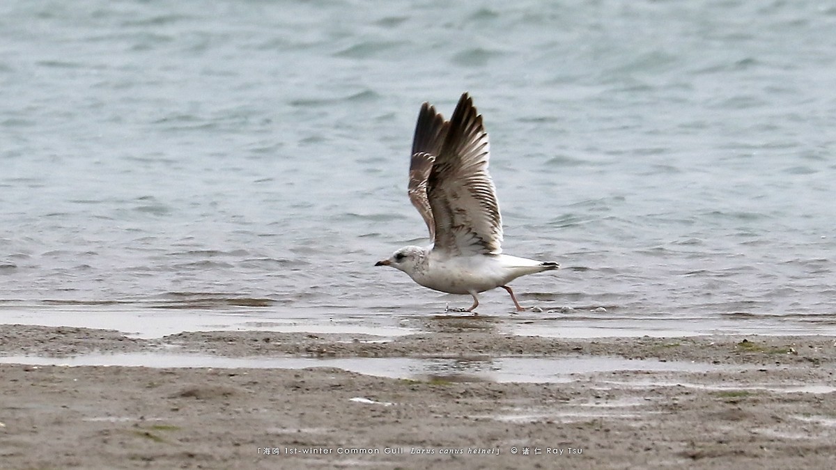 Common Gull - ML417853731