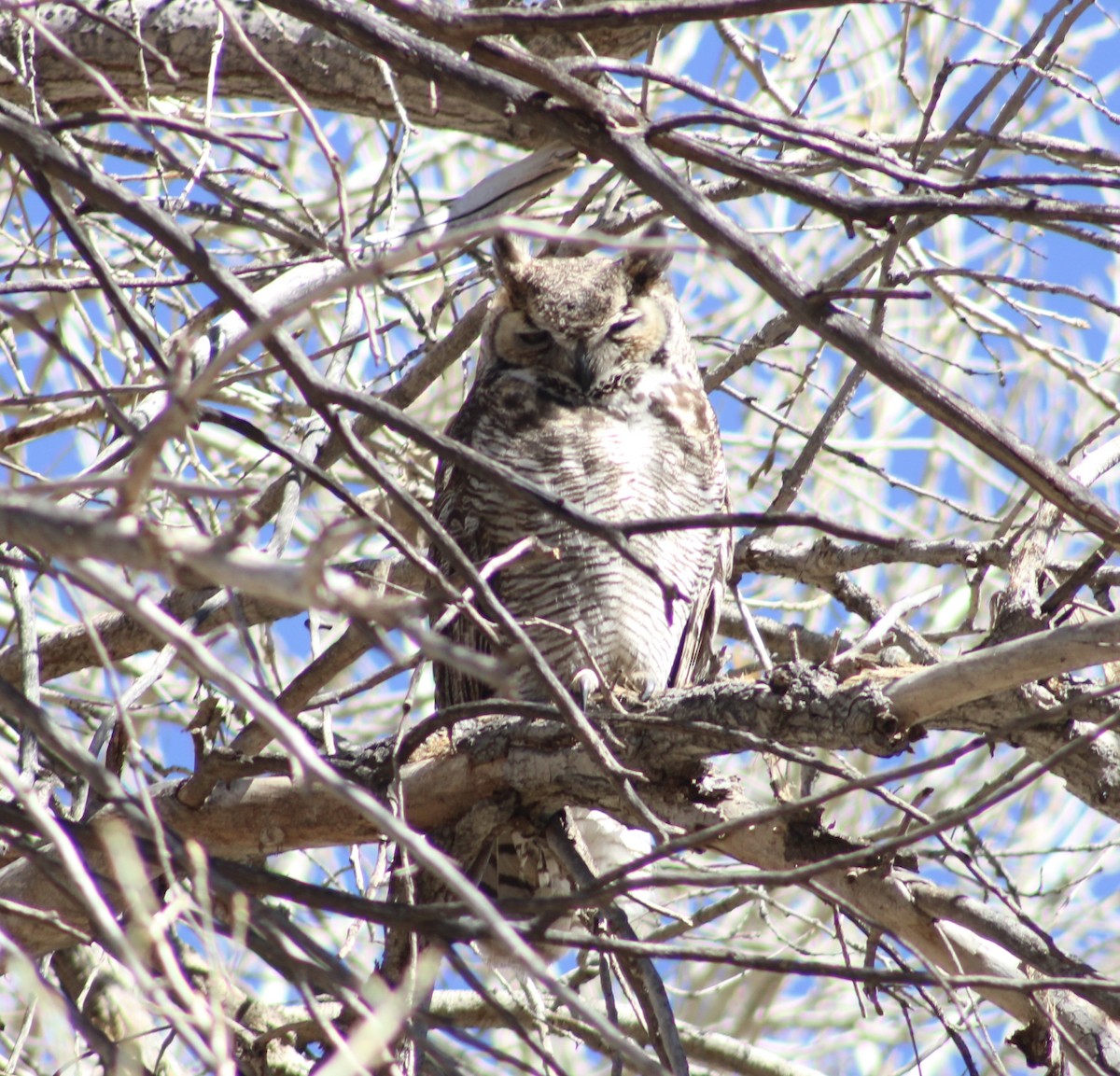 Great Horned Owl - ML417856311
