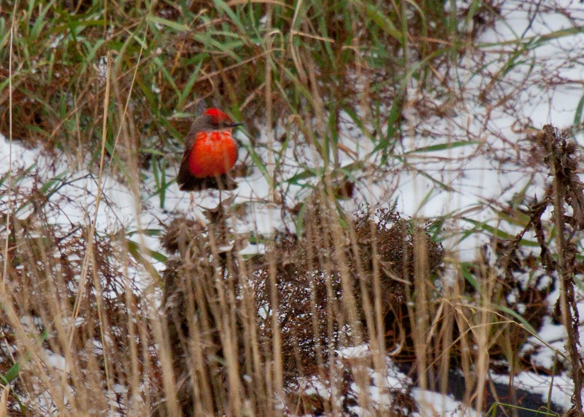 Vermilion Flycatcher - ML417857011