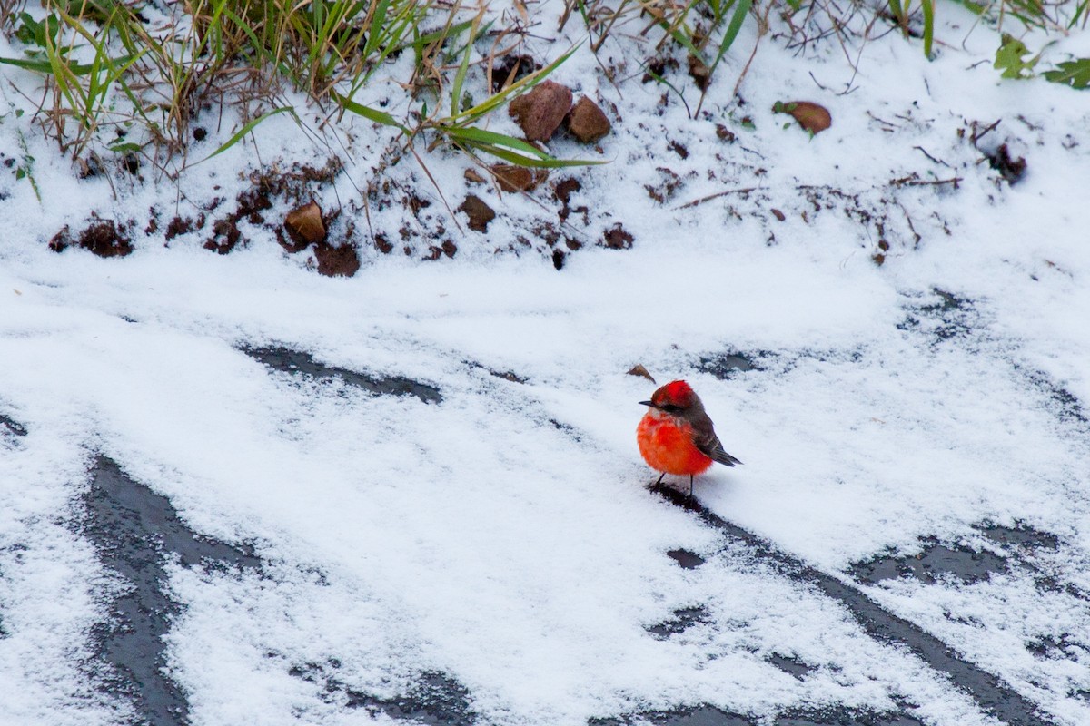 Vermilion Flycatcher - ML417857221