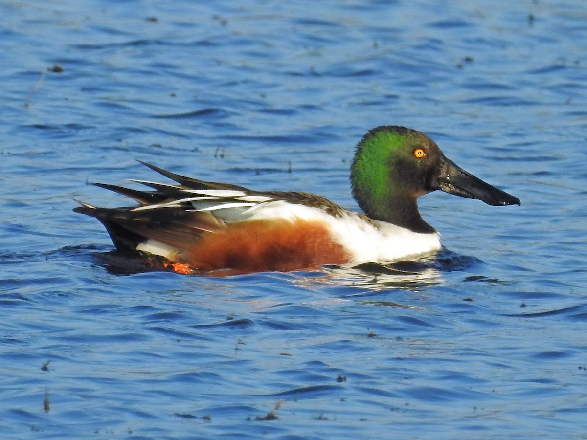 Northern Shoveler - Jeffrey Gammon