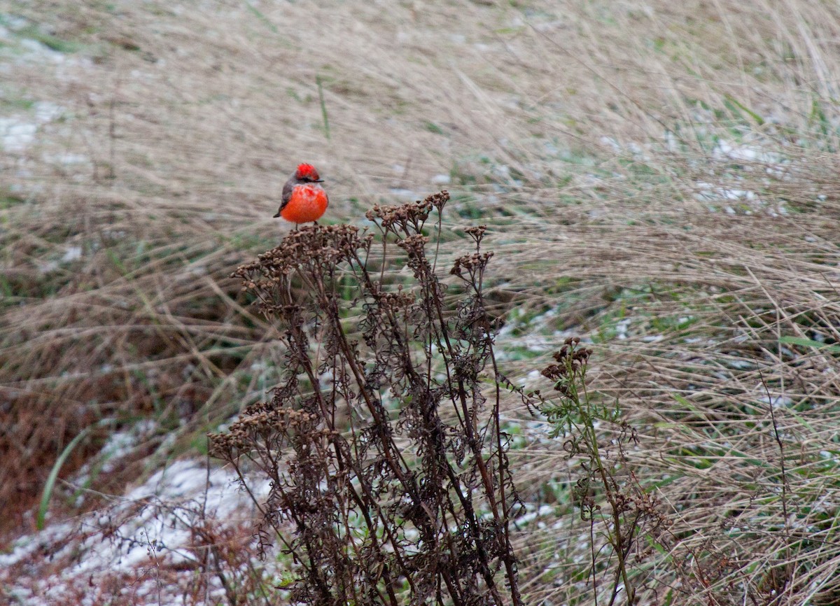 Vermilion Flycatcher - ML417859851