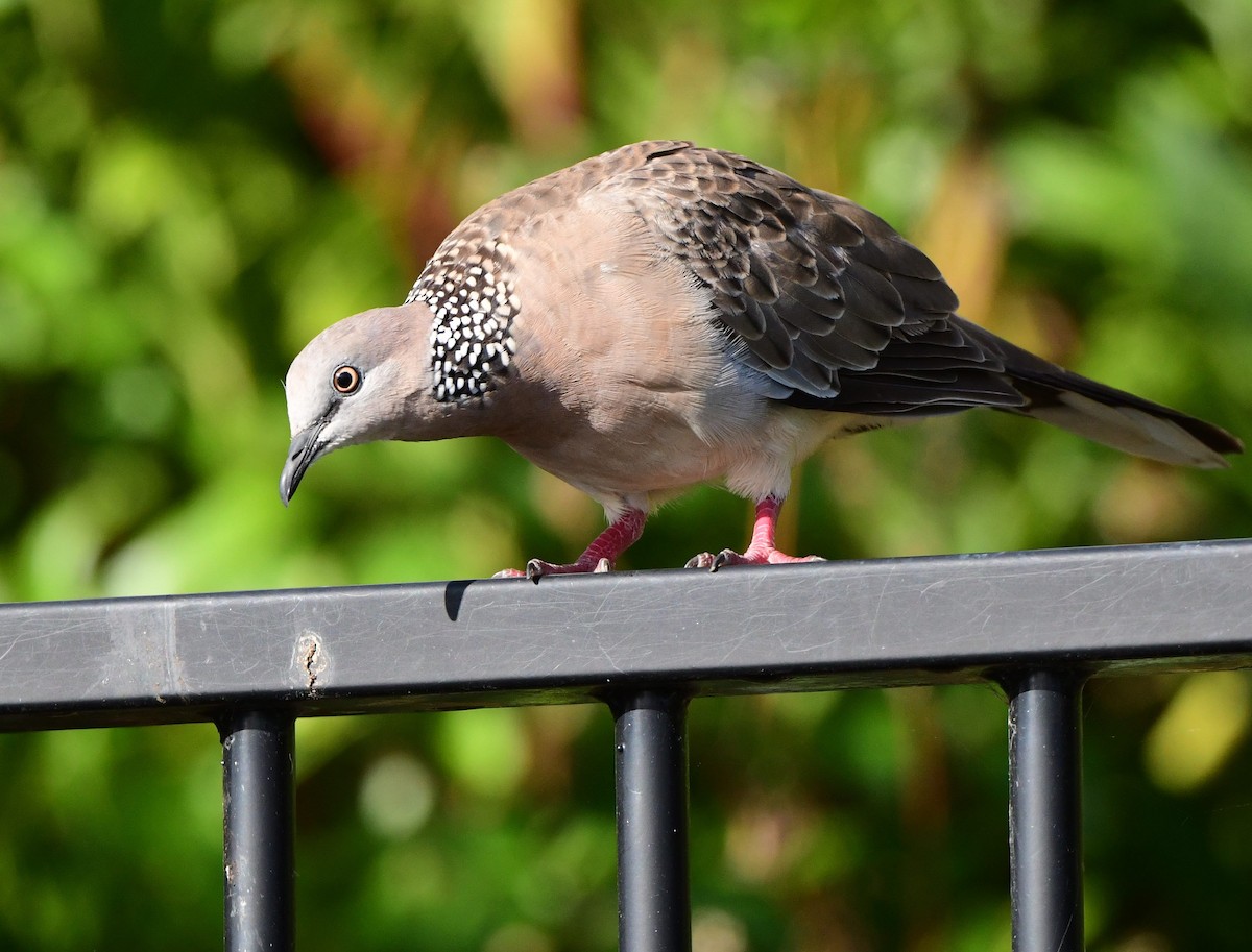 Spotted Dove - Andy Gee