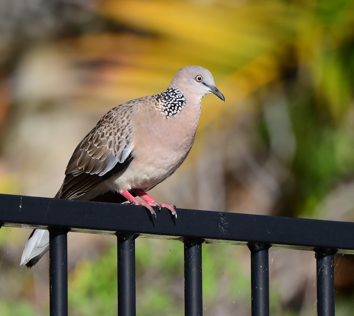 Spotted Dove - Andy Gee