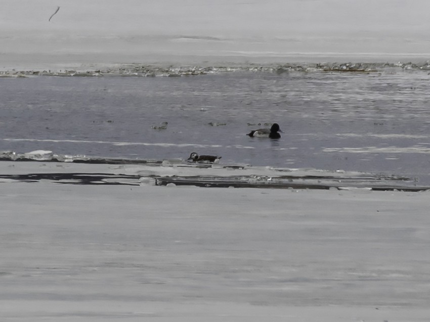 Long-tailed Duck - ML417861031