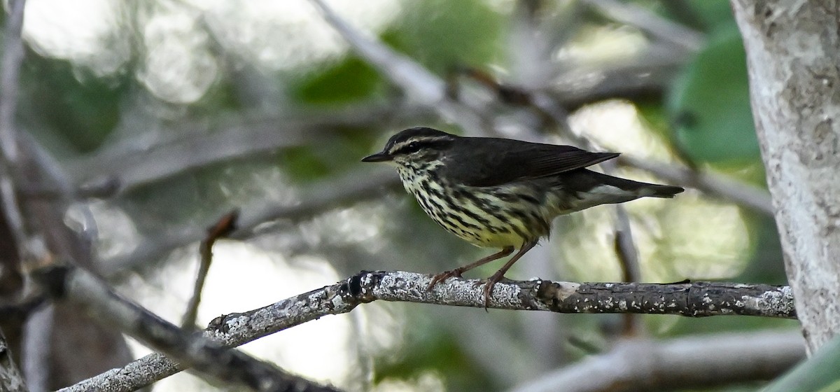 Northern Waterthrush - ML417861331