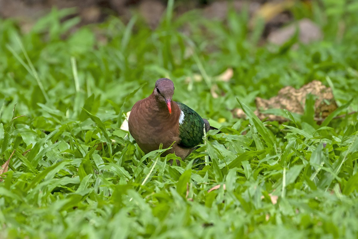 Pacific Emerald Dove - Stephen Murray