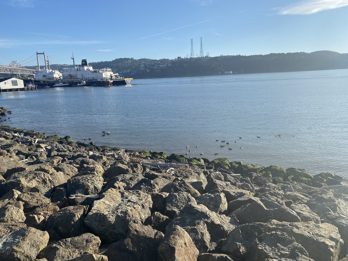 American Wigeon - ML417863101