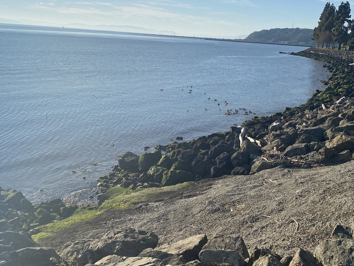 American Wigeon - ML417863141