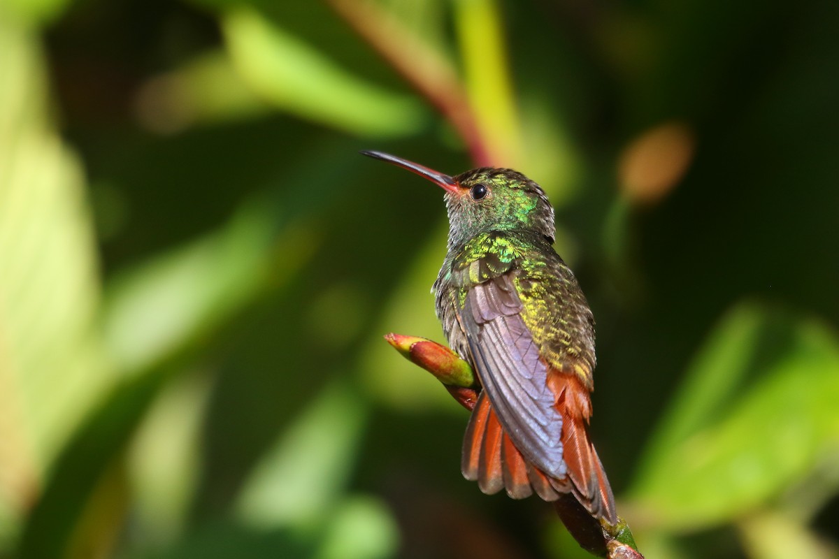 Rufous-tailed Hummingbird - ML417864411