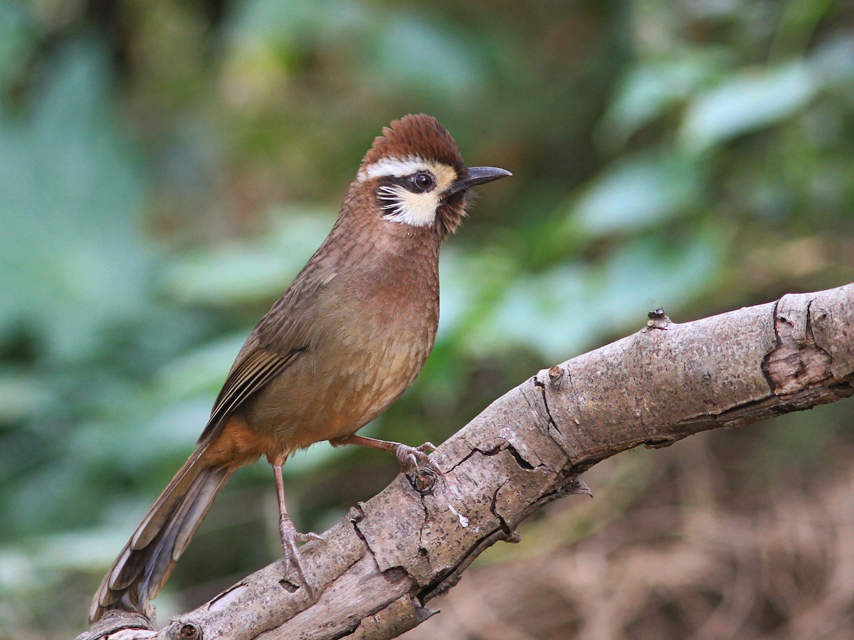 White-browed Laughingthrush - min-hsiung huang