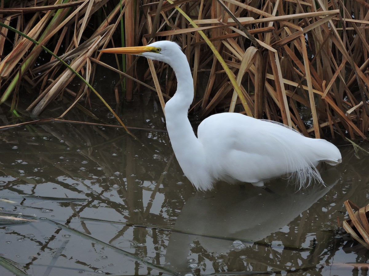 Great Egret - ML41786741