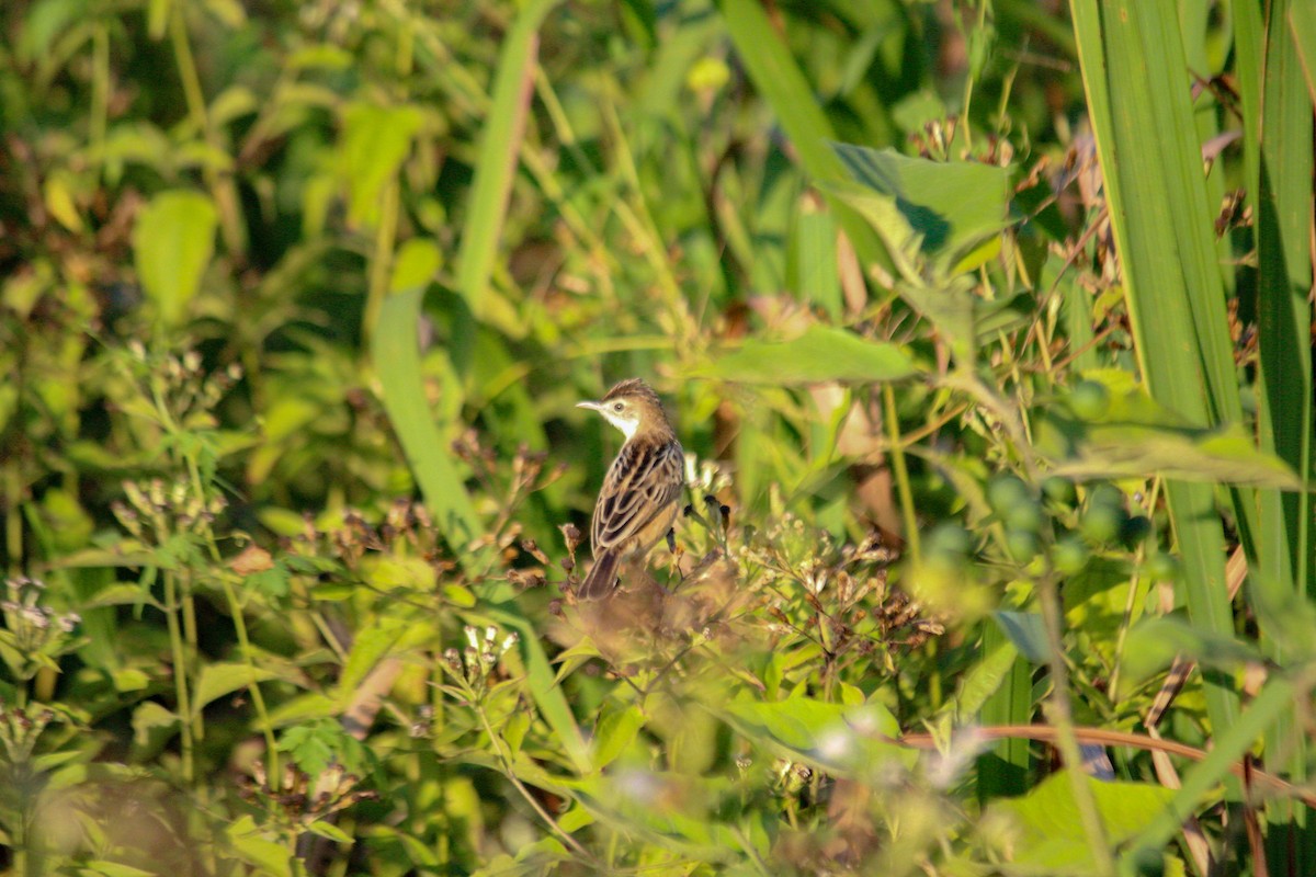 Zitting Cisticola - ML417868041