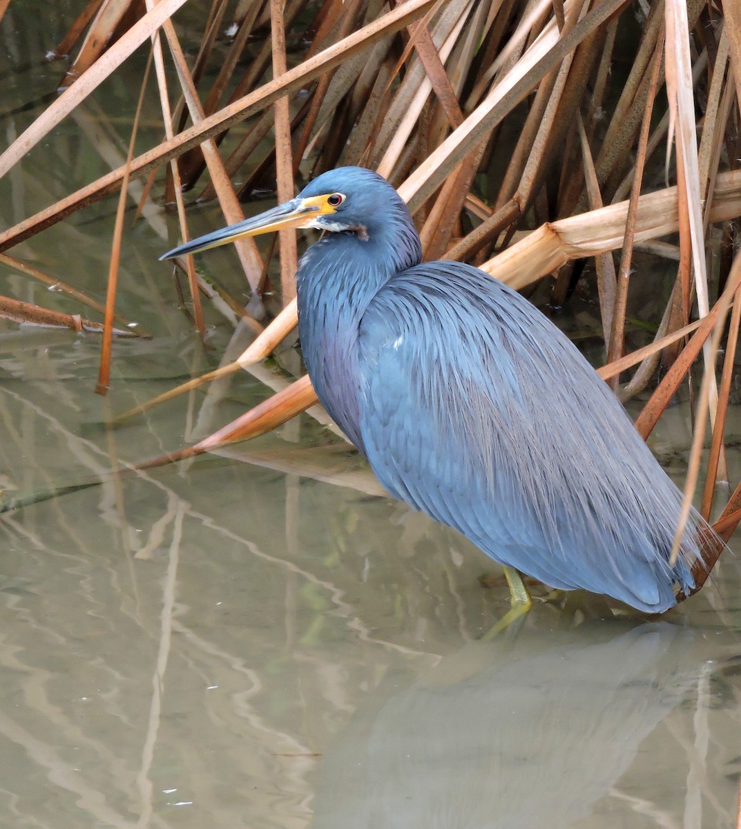 Tricolored Heron - ML41786871