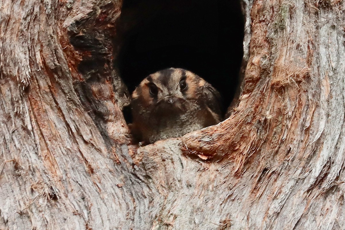 Australian Owlet-nightjar - ML417869831