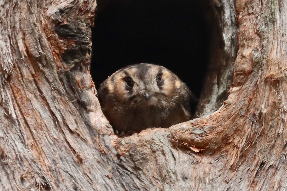 Australian Owlet-nightjar - ML417869971