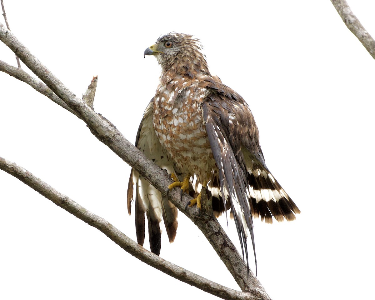 Broad-winged Hawk - ML417871001