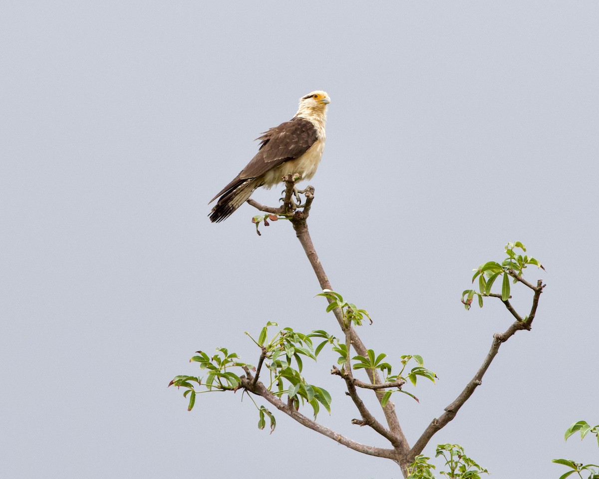 Yellow-headed Caracara - ML417871051