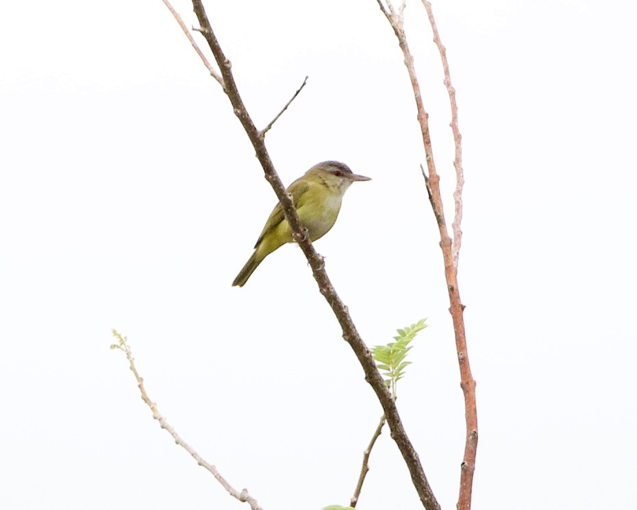 Yellow-green Vireo - ML417871191