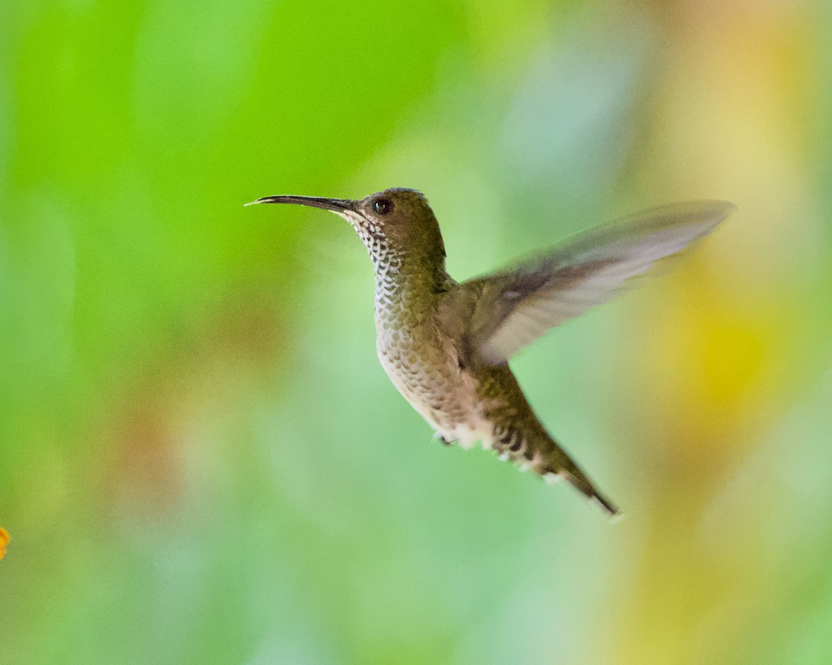 White-necked Jacobin - ML417871641