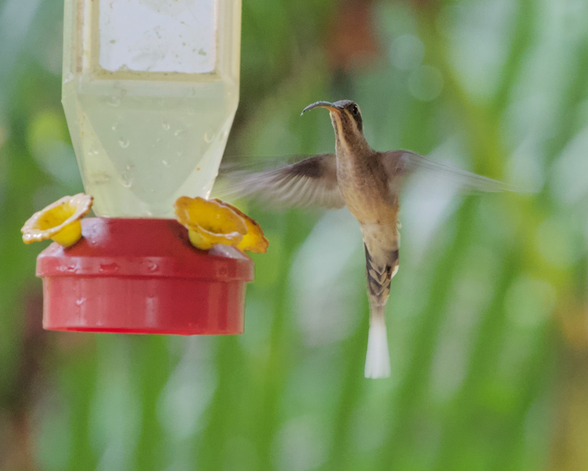 Long-billed Hermit - Terence Degan