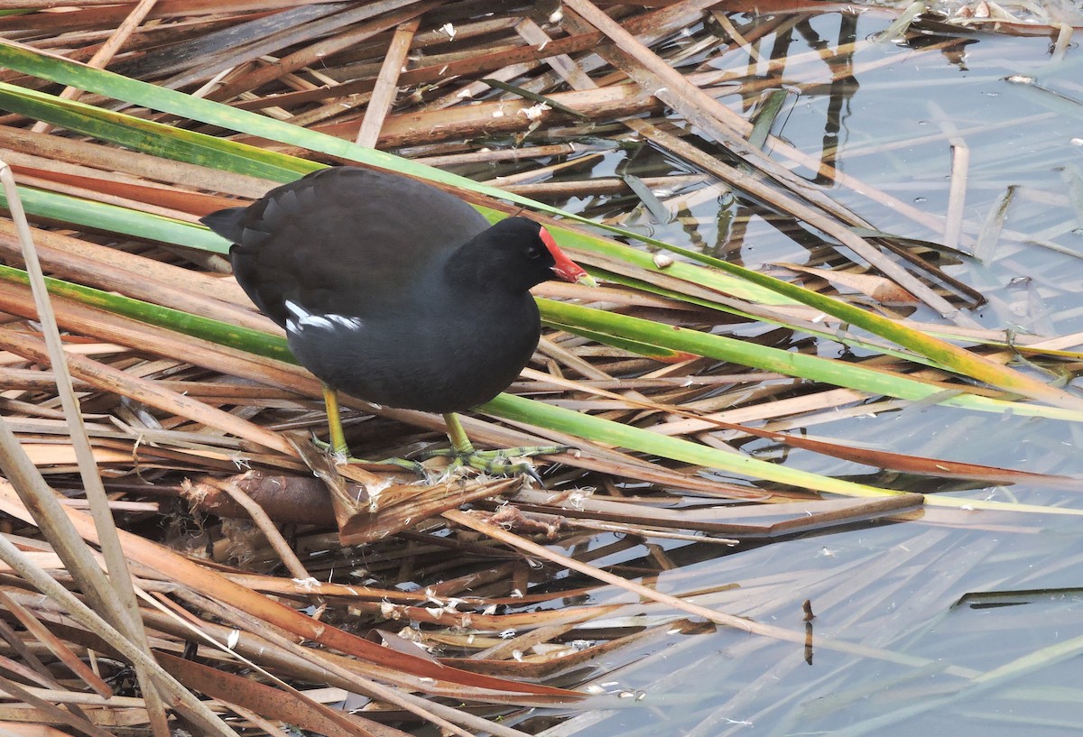 Common Gallinule - ML41787171