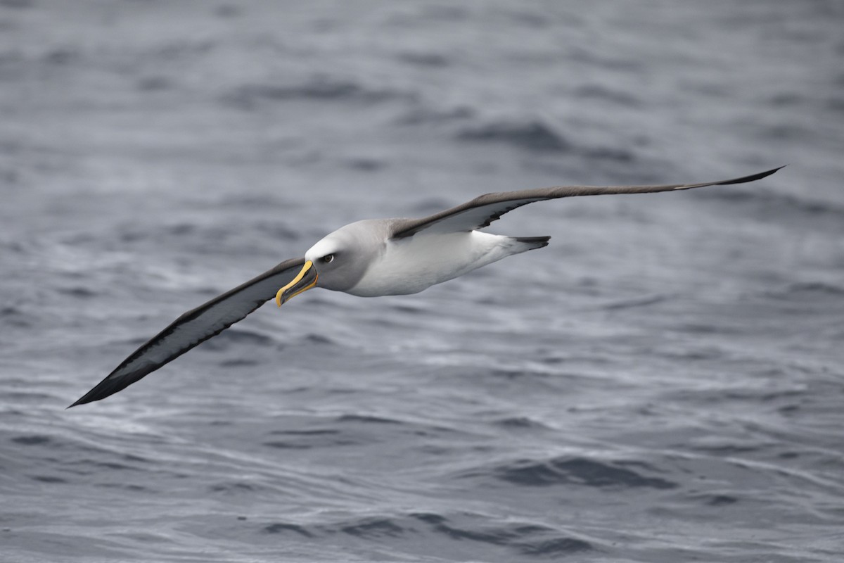 Buller's Albatross - Isaac Clarey