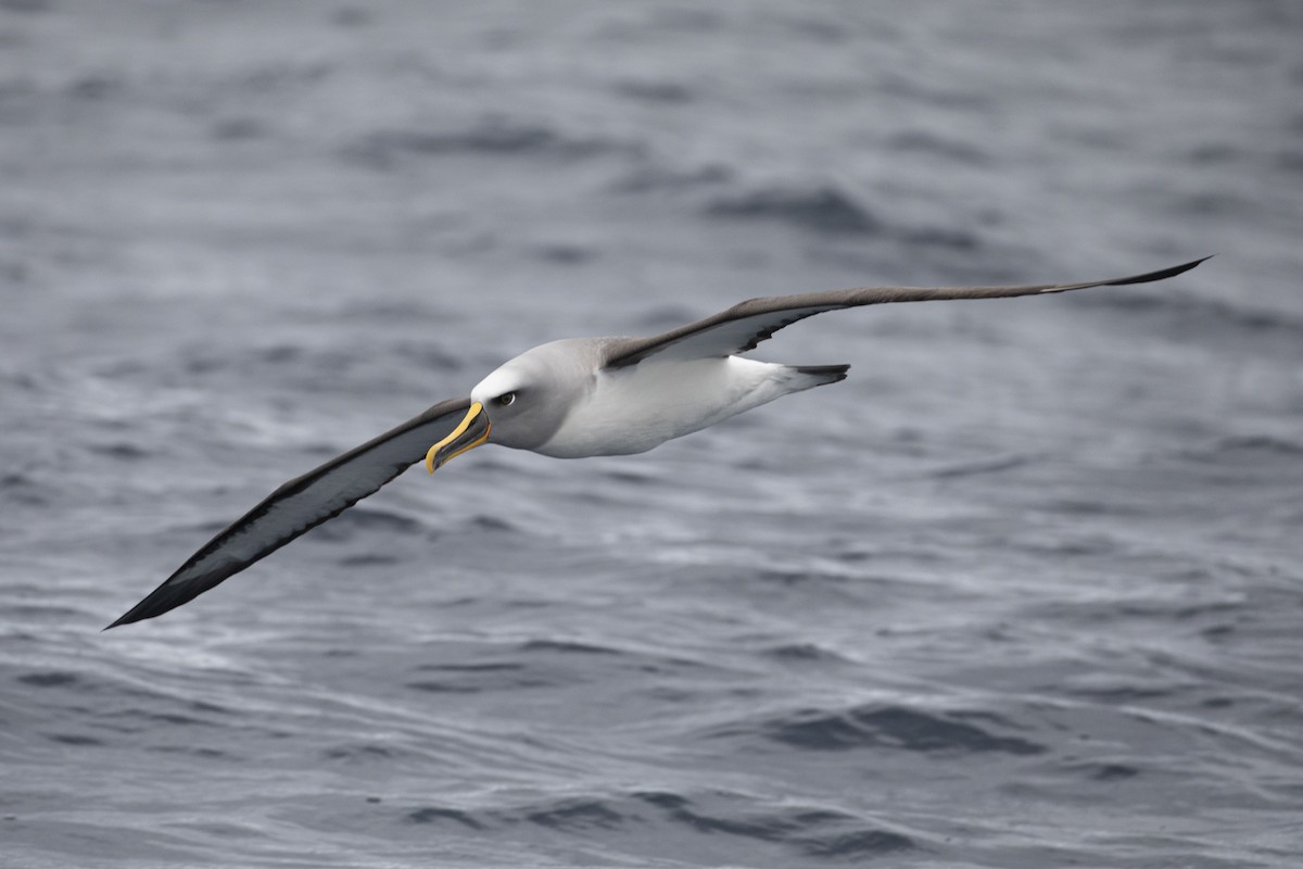 Buller's Albatross - ML417871801