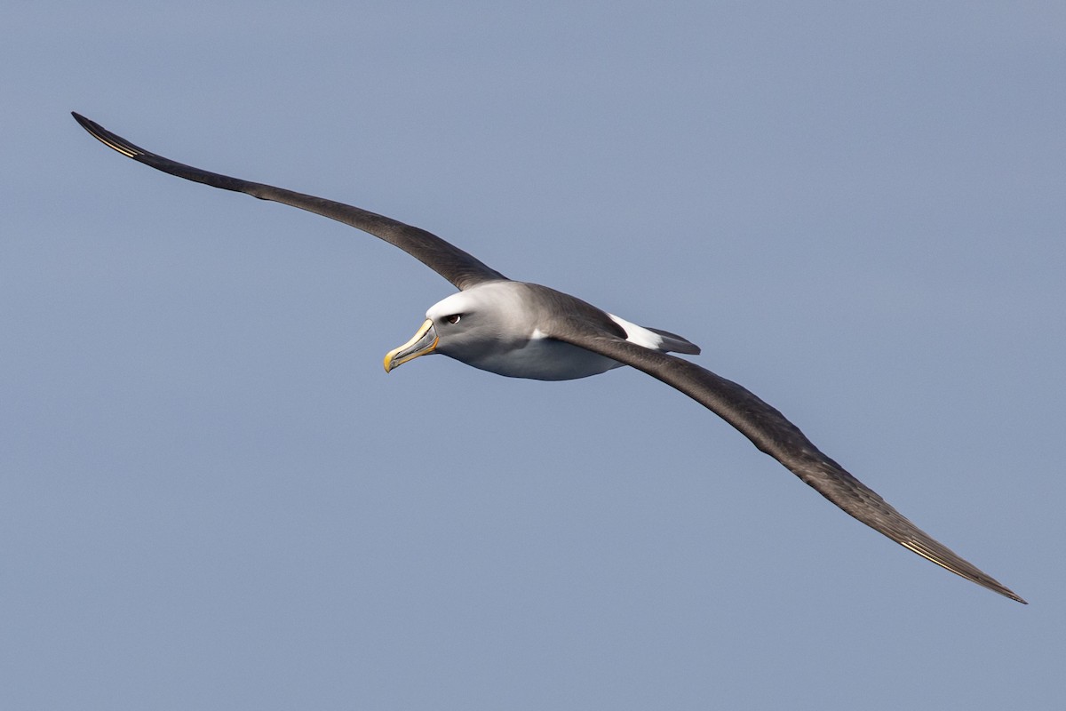 Buller's Albatross - Isaac Clarey