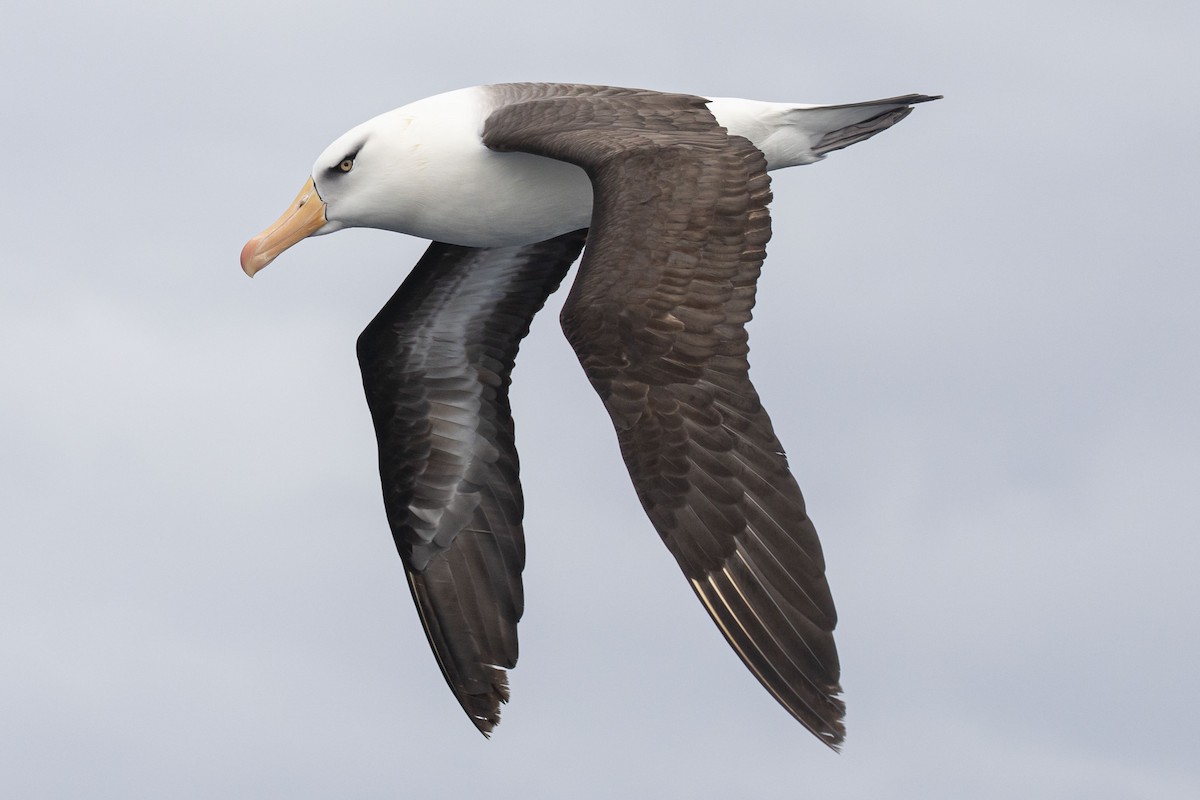 Black-browed Albatross (Campbell) - Isaac Clarey