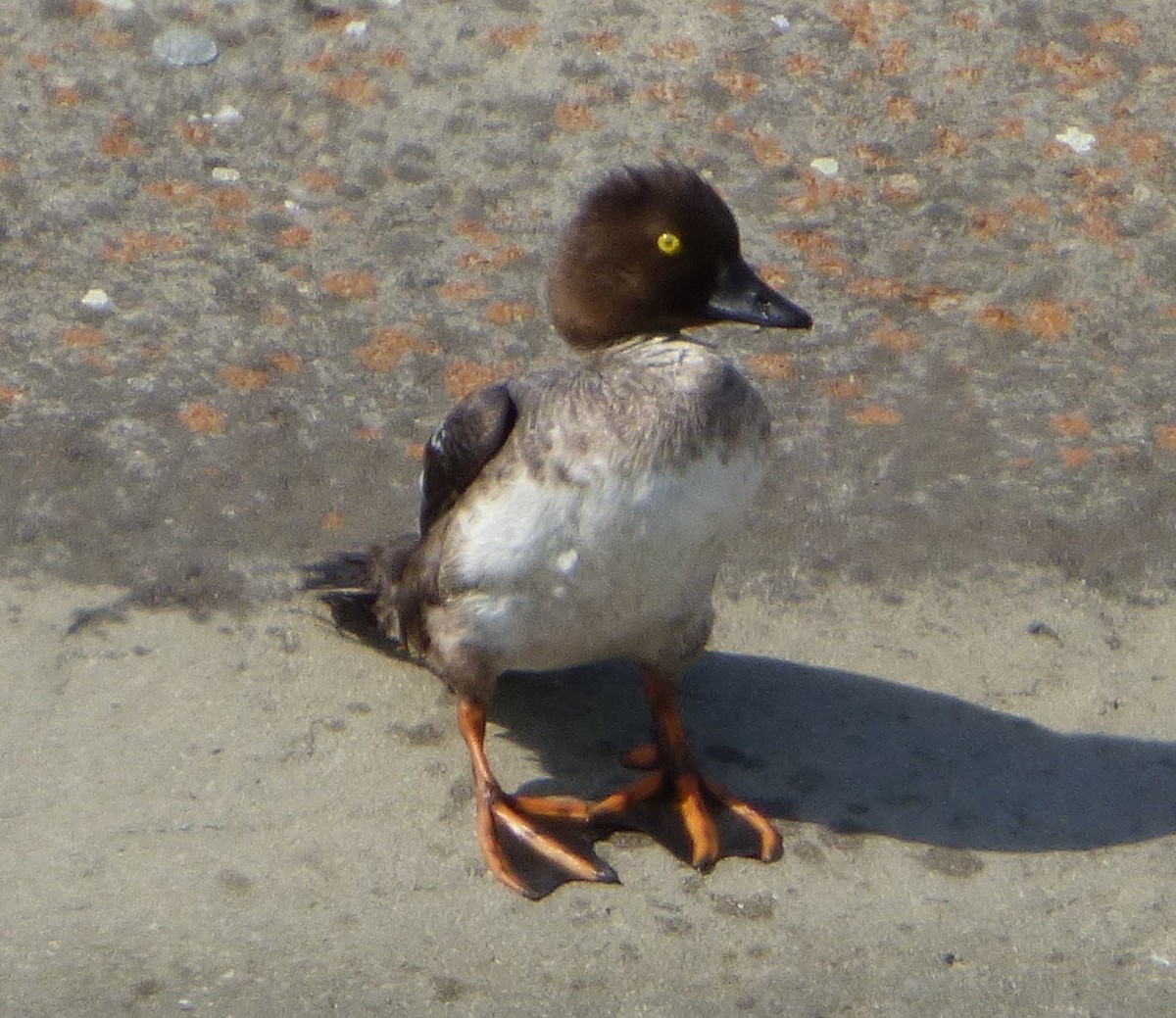 Common Goldeneye - ML417872321