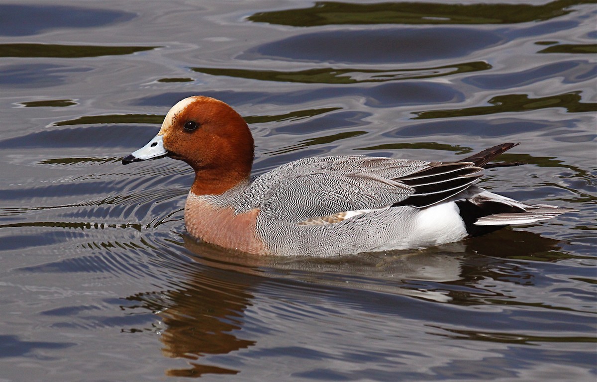 Eurasian Wigeon - ML417872541