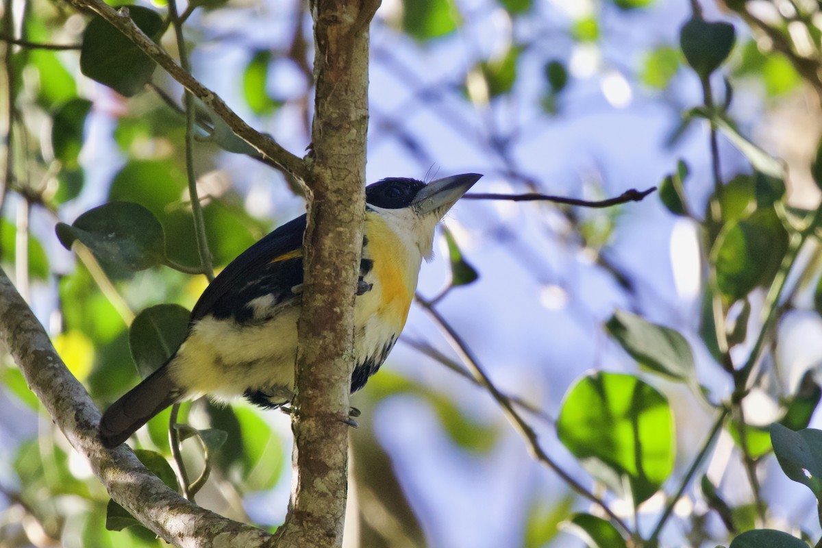 Spot-crowned Barbet - Torin Waters 🦉