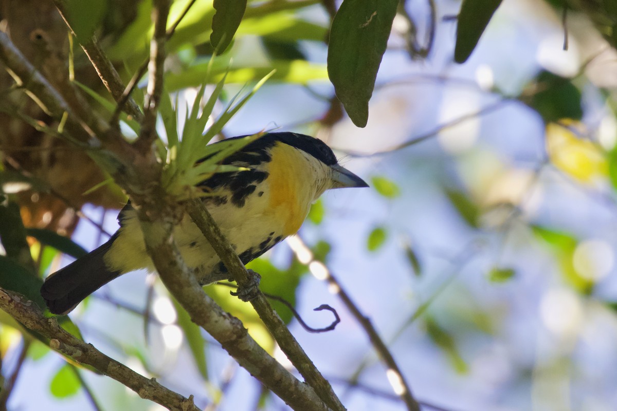 Ak Tepeli Kara Barbet - ML417872691