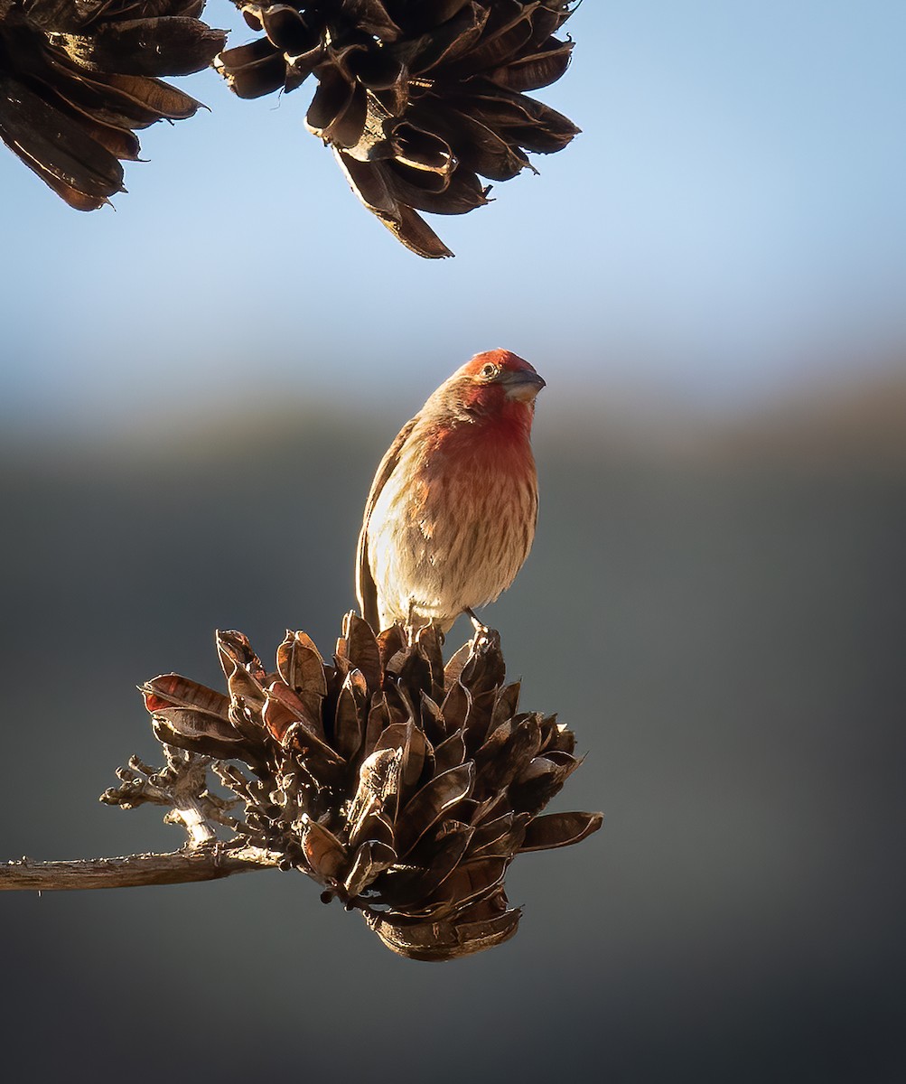 House Finch - ML417872771