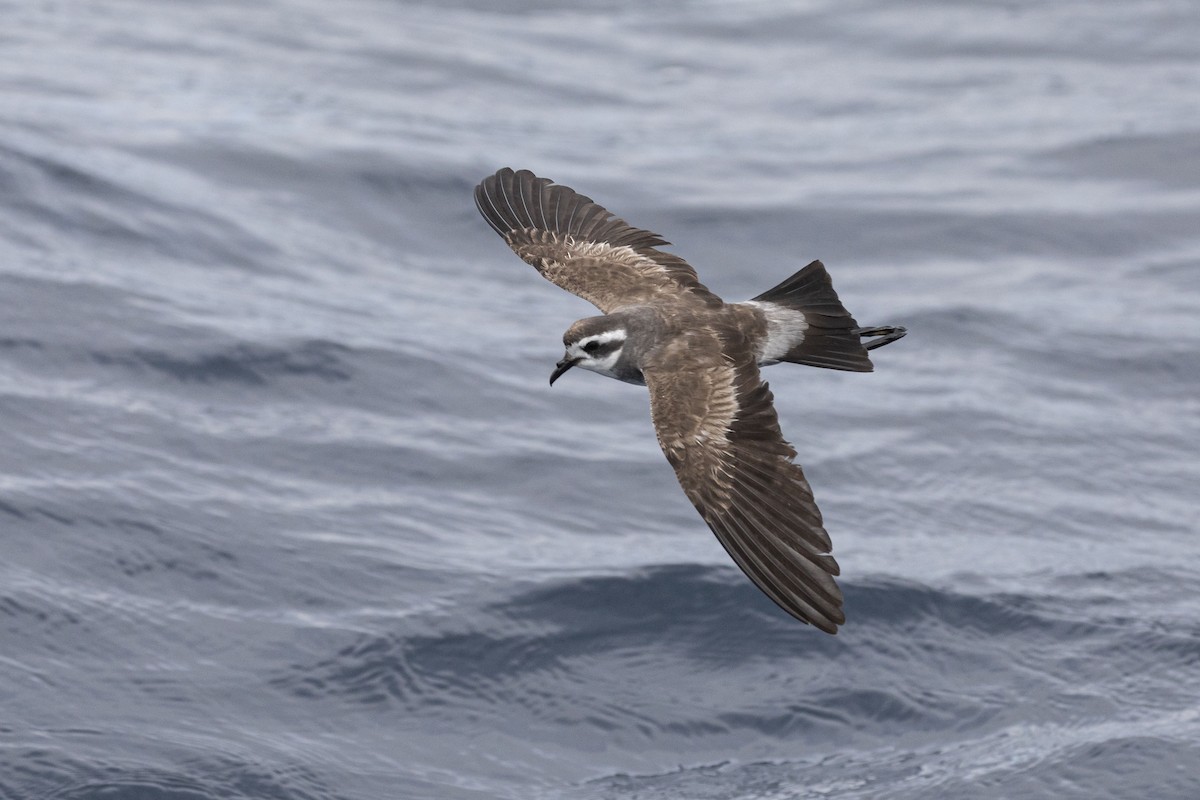 White-faced Storm-Petrel - ML417874261