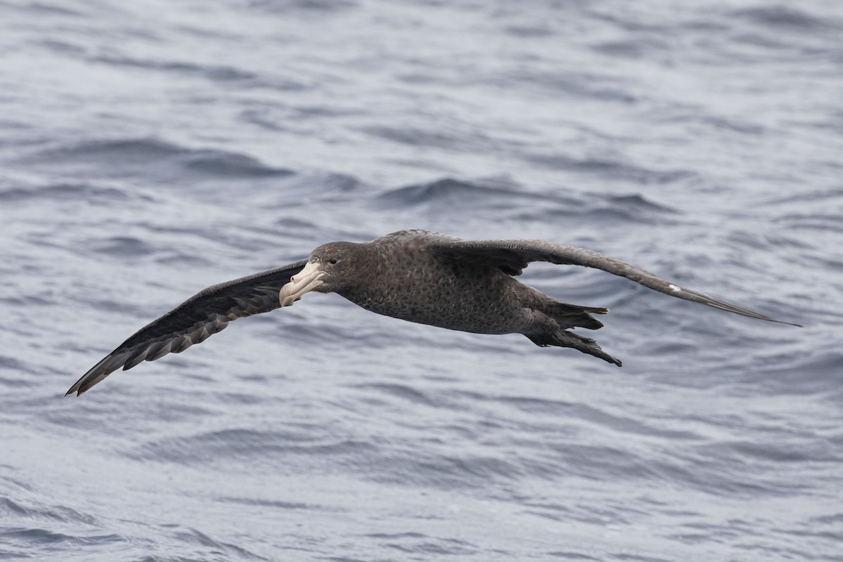 Northern Giant-Petrel - ML417874401