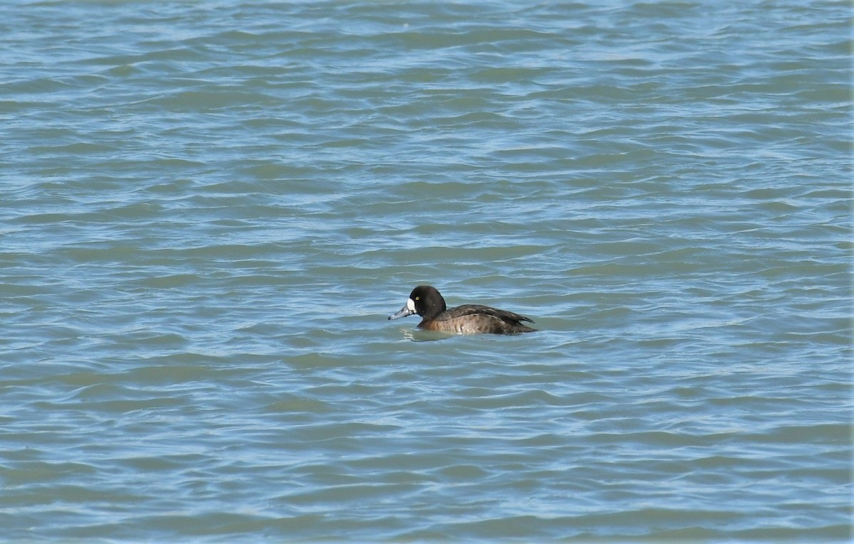 Lesser Scaup - ML417874931