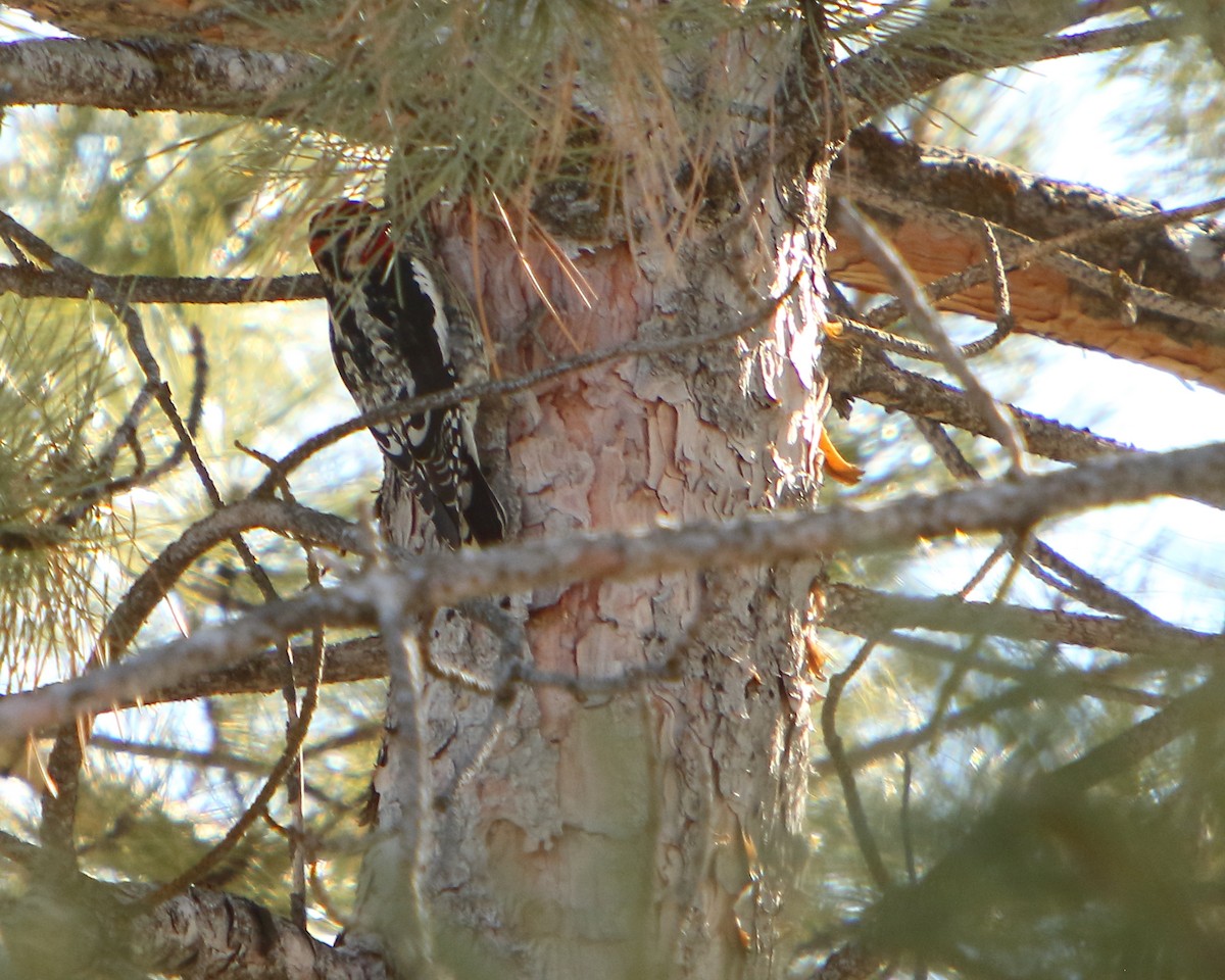 Red-naped Sapsucker - ML417876651