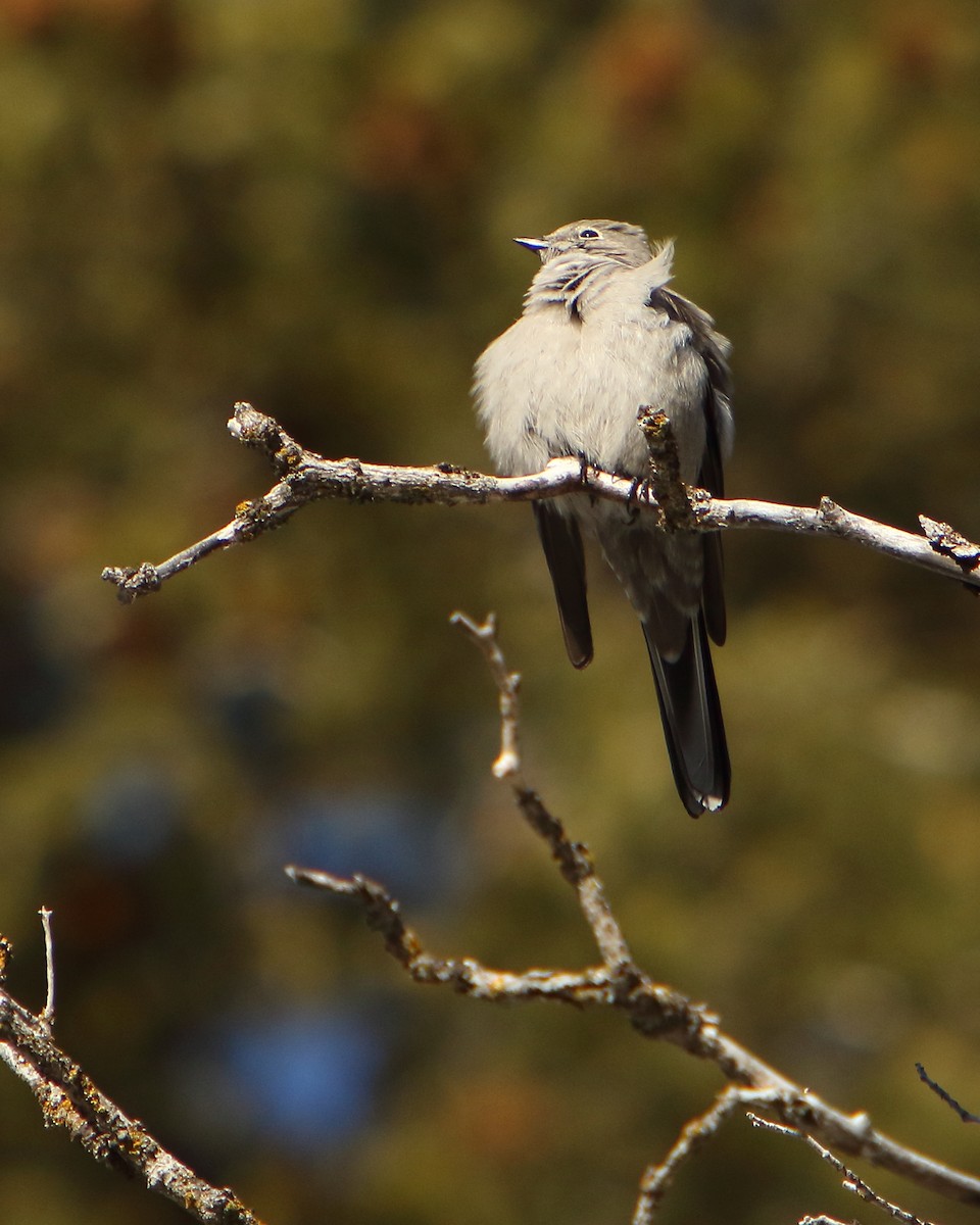 Townsend's Solitaire - ML417877301