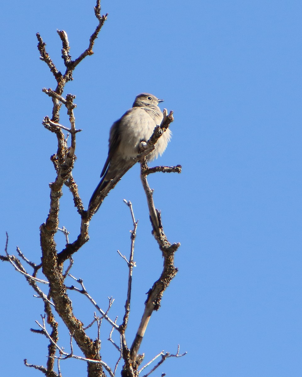 Townsend's Solitaire - ML417877551