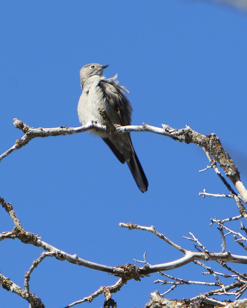 Townsend's Solitaire - ML417877561